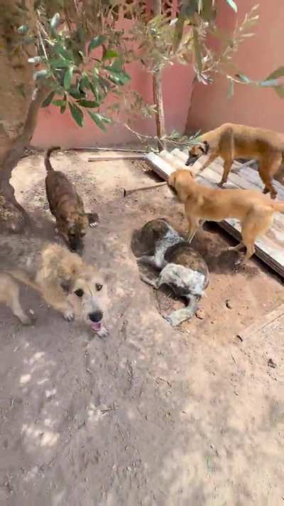 Our rescues love the petting time! Always a great part of our day