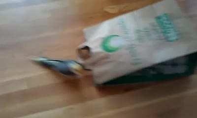 COCKatiel fucking kills pet owner and a bag containing subreddits