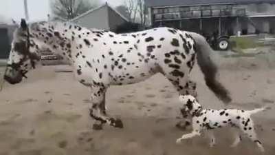 Two brothers.Senior and junior