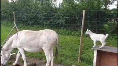 THE GOAT of all goats!