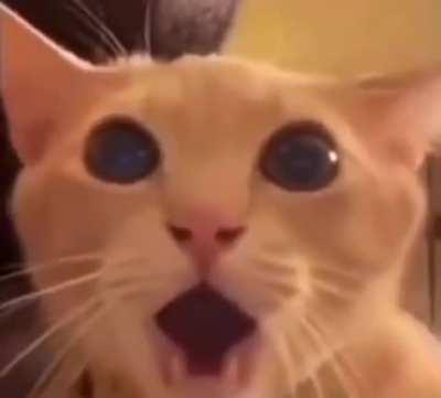 MRW lesbianinsectbrothel got banned: