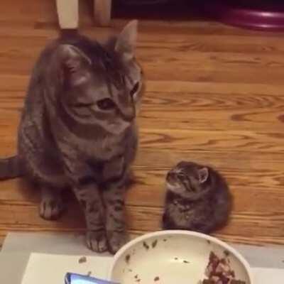 Little kitten falls asleep in the middle of a meal