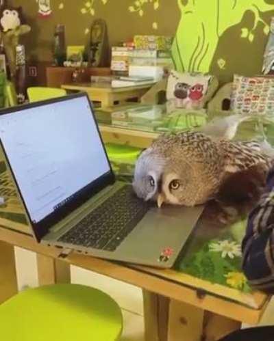 This is the office assistant we all need