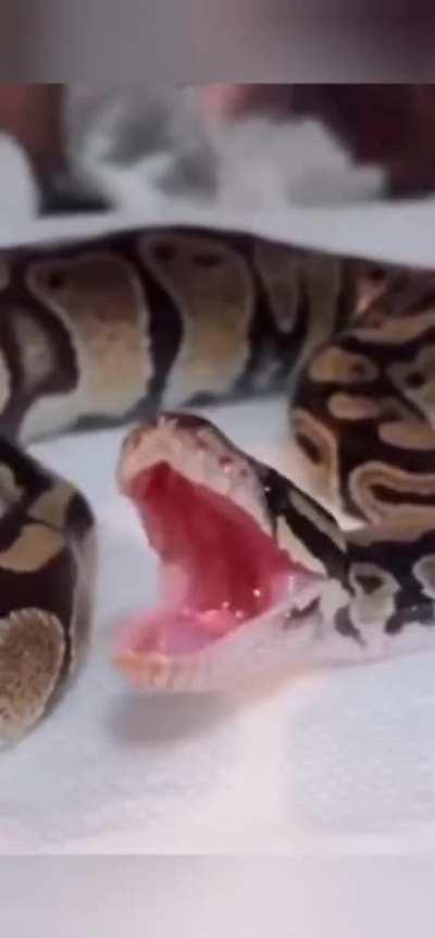 SNEK: the seventh element