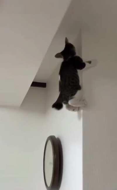 My name is Kitty Parker. I was bitten by a radioactive spider.