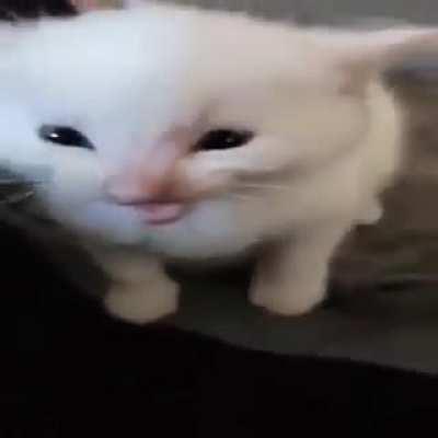 This cat just came to my door