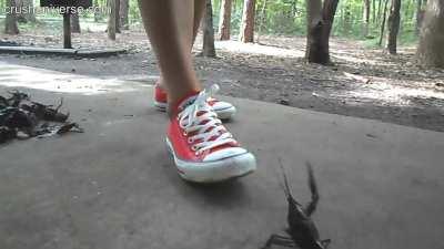 sneaker crush3 convers