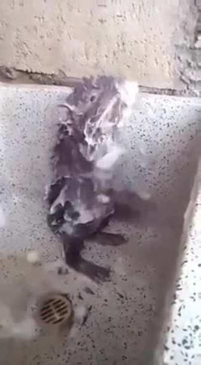 Rat taking a shower