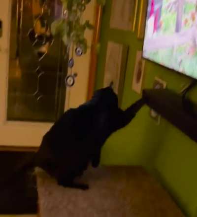 Proof Chili is playing pretend when he watches TV. Look how he lets go of the mouse and then bites it again when he “catches” the rabbit on screen!