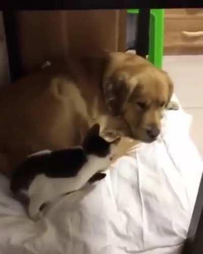 Surprising Bonds: When Animals Defy Expectations