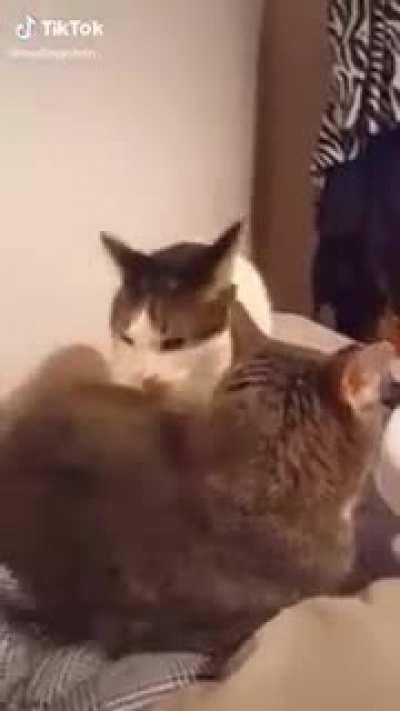 I cannot remember where i got this video from, but this kitty bit his friend for no reason