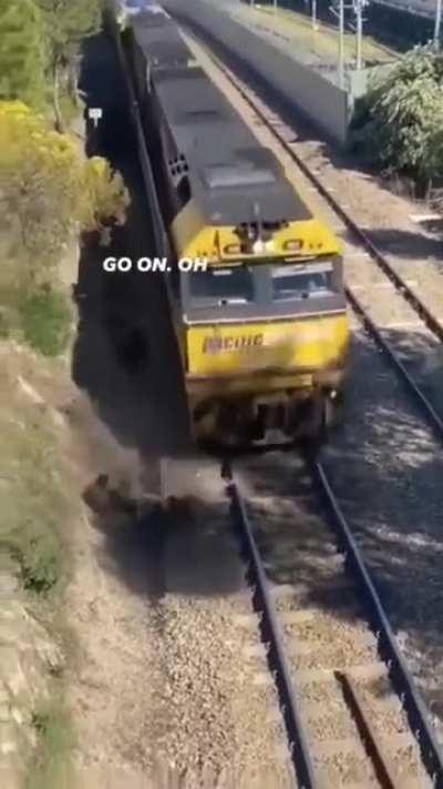 Man saves dog tied to train tracks