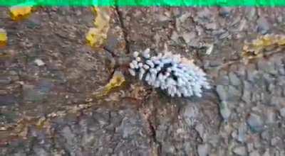 Caterpillar with the cocoons of a parasitic wasp sprouting from its back