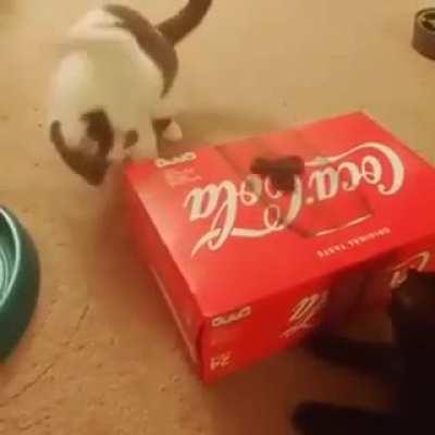 Spinny thing must die, spinny thing must die, OH NO IT ATTACC