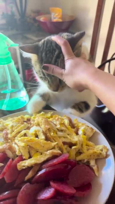 His name is Garbage because he eats like a Garbage can (also because I got him from a trash can)