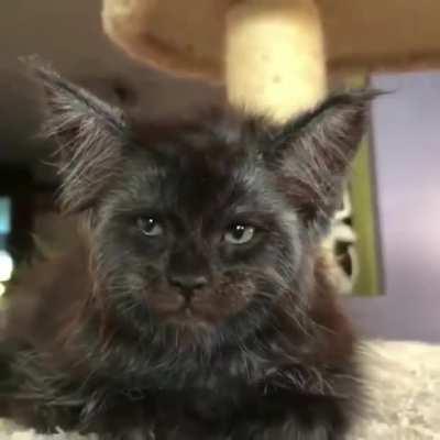 Это я Леха! Вытащи меня из кота!