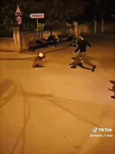 Most normal dog in brazil