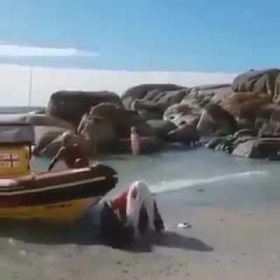 The big guy has arrived