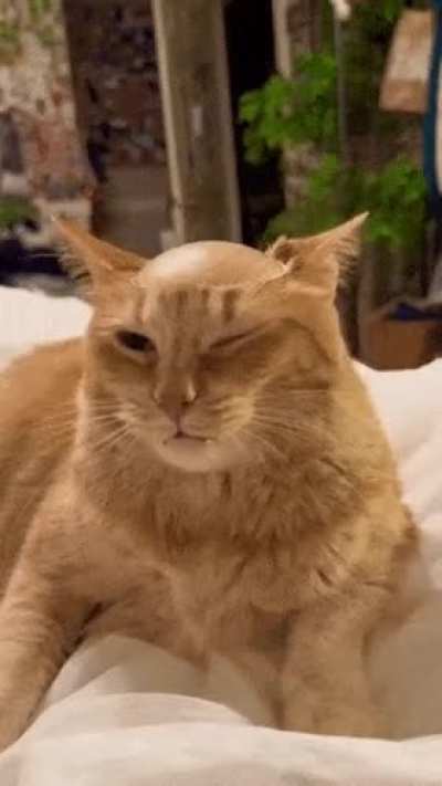 Nem o gatinho quer aceitar