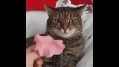 Cat Get's Flashbacks