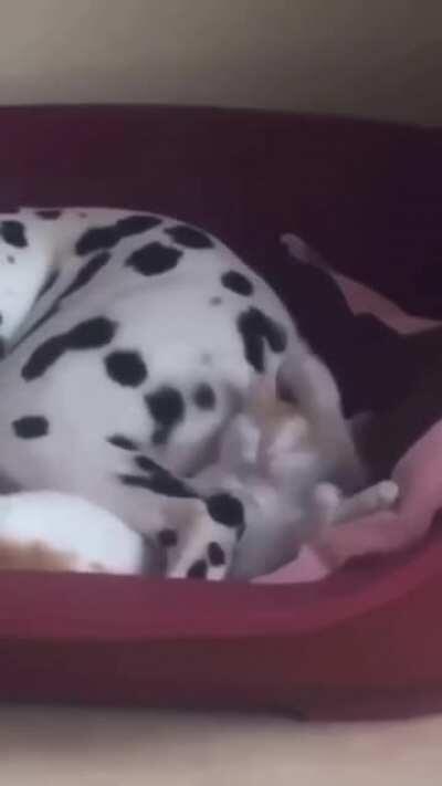 Stahp. Stahp. STAAAAAHP!