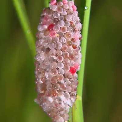 🔥 Golden Apple Snail laying eggs