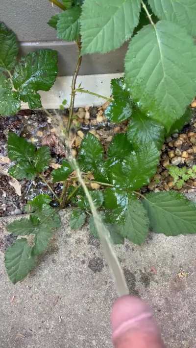 My Thirsty Little Bush