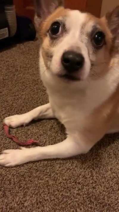 Come on I can’t chew unless you’re watching....wait, where’d it go?