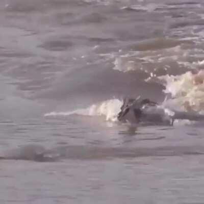 The terrifying wake of this crocodile