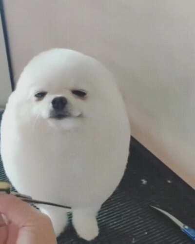 mf why won’t it let me download i hate this website