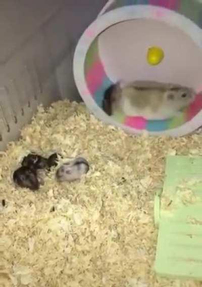 To teach the hamster wheel