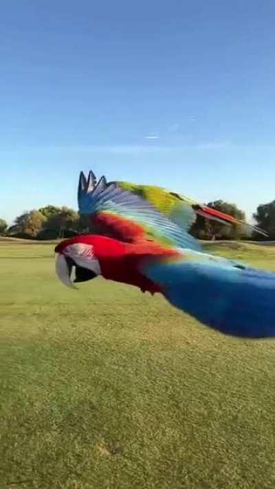 Not one, but two magnificent, majestic macaw's....simply breathtaking...