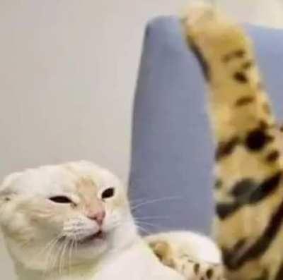 Funny cat get hit sonfujjy haha. My schizophrenia is acting up.