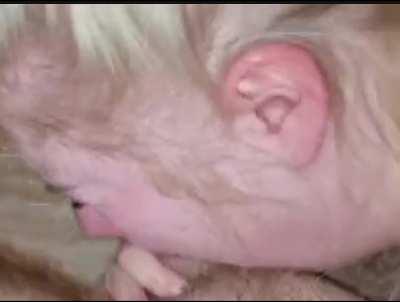 Brutal facefuck pawg (watch with sound on redgifs)