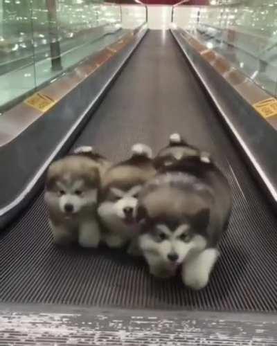 Little doggos walkin :)