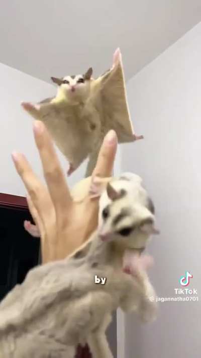 Kai you should get this for a stream 