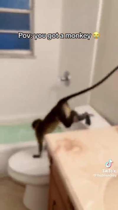 Monkey with the zoomies