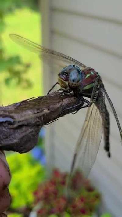 Found an injured dragonfly (Epiaeschna heros) and gave it some water