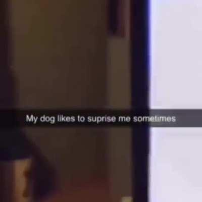 When dog is doing something rather mundane