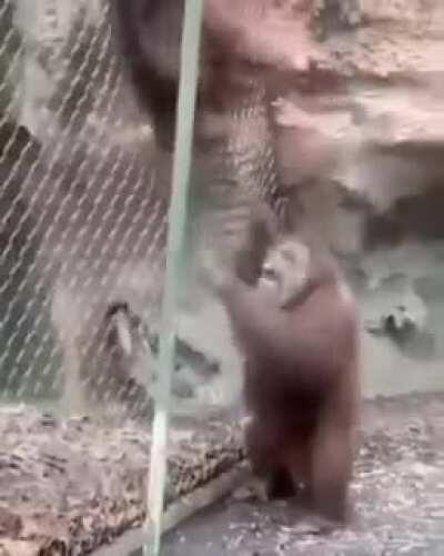 Mucalol tiltado com seu duo