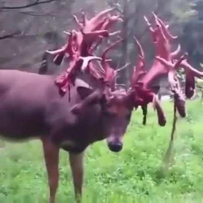 Skin-shedder, the painless