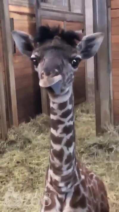 Baby Giraffes are so under appreciated.