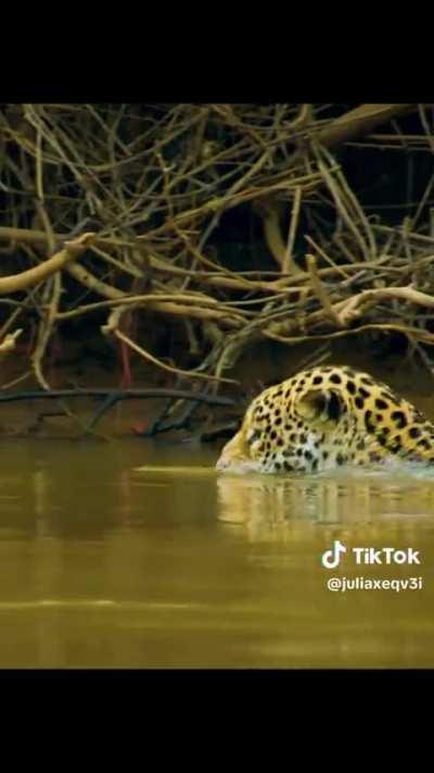 Volvemos con clásicos del reino animal que le gustan a mi buen Xocas... vale toda la pena verlo