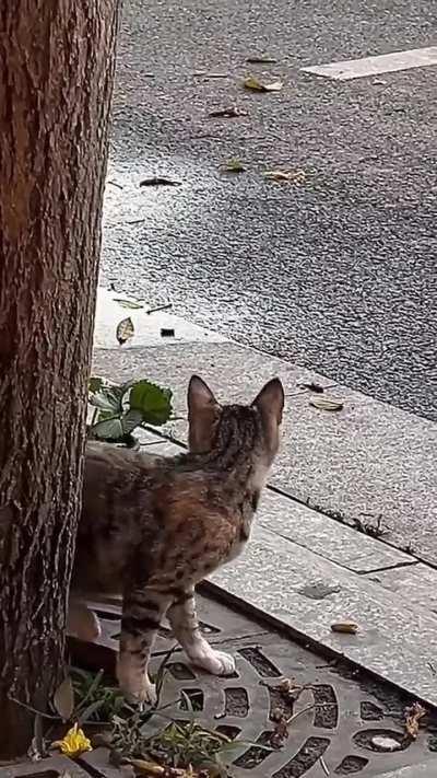 this WUNK has never stepped foot on the STREET