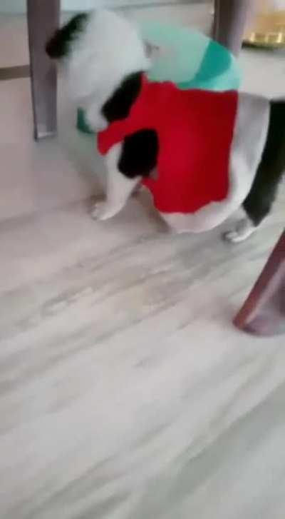 Puppy for Adoption Update: Still with me :)