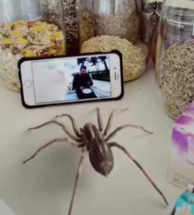 This dancing spider