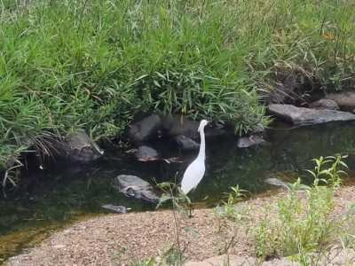 🔥The speed of this Egret🔥