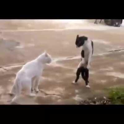 Ola woods meu nome é creme dormiu bem hoje ?