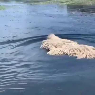 Rare sight of an aquatic mop monster