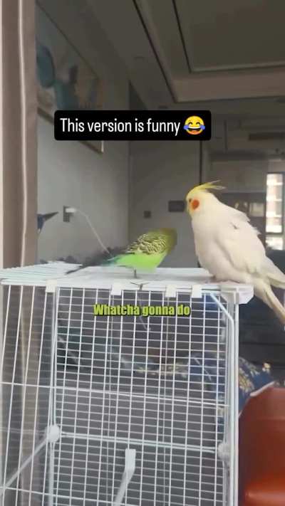 🦜What a bully😁
